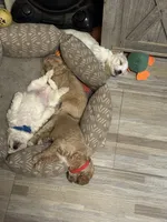 Dover (miniature size), a male Cavapoo and Bichpoo for sale in El Dorado, KS – 8 of 9