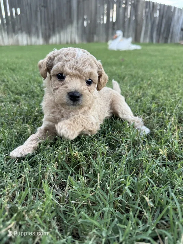 Kizzy (toy size) – Cavapoo, Bichpoo puppy for sale in El Dorado, KS