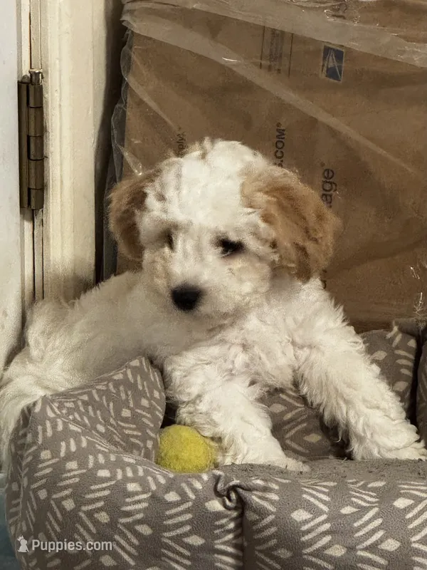 Dover (Cavapoochon—miniature size) – Cavapoo, Bichpoo puppy for sale in El Dorado, KS