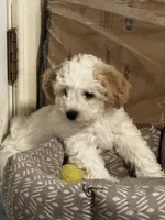 Dover (Cavapoochon—miniature size), a male Cavapoo and Bichpoo for sale in El Dorado, KS – 1 of 10