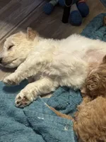 Dover (miniature size), a male Cavapoo and Bichpoo for sale in El Dorado, KS – 9 of 9