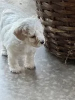 Dover (miniature size), a male Cavapoo and Bichpoo for sale in El Dorado, KS – 3 of 9
