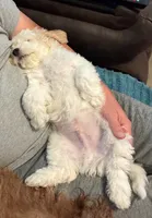 Dover (Cavapoochon—miniature size), a male Cavapoo and Bichpoo for sale in El Dorado, KS – 2 of 10