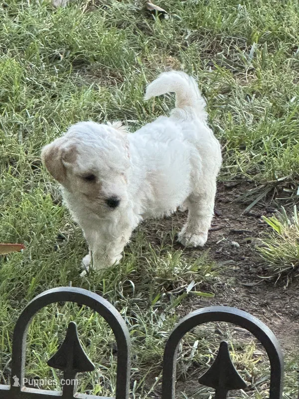 Dover (Cavapoochon—miniature size) – Cavapoo, Bichpoo puppy for sale in El Dorado, KS