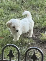 Dover (miniature size), a male Cavapoo and Bichpoo for sale in El Dorado, KS – 4 of 9