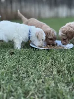 Auggie, a male Cavapoo and Bichpoo for sale in El Dorado, KS – 2 of 4