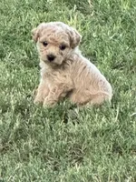 Kizzy (toy size), a female Cavapoo and Bichpoo for sale in El Dorado, KS – 3 of 4