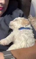 Dover (miniature size), a male Cavapoo and Bichpoo for sale in El Dorado, KS – 6 of 9