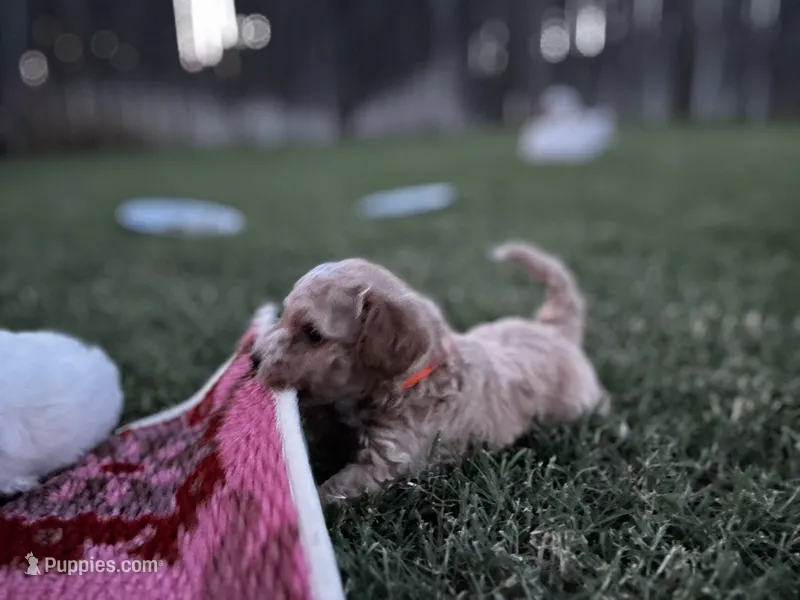 Auggie – Cavapoo, Bichpoo puppy for sale in El Dorado, KS