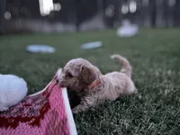Auggie, a male Cavapoo and Bichpoo for sale in El Dorado, KS – 1 of 4