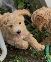 Kizzy (Cavapoochon—toy size), a female Cavapoo and Bichpoo for sale in El Dorado, KS – 2 of 6