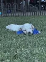 Dover (miniature size), a male Cavapoo and Bichpoo for sale in El Dorado, KS – 5 of 9