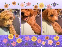 Indy (Cavapoochon—miniature size), a female Cavapoo and Bichpoo for sale in El Dorado, KS – 2 of 7