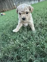 Kizzy (toy size), a female Cavapoo and Bichpoo for sale in El Dorado, KS – 2 of 4