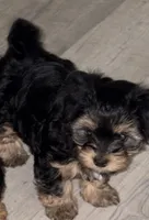 Un-named , a female Yorkshire Terrier for sale in Wyomissing, PA – Photo 2 of 6