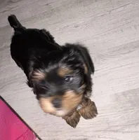 Un-named , a female Yorkshire Terrier for sale in Wyomissing, PA – Photo 3 of 6