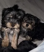 Un-named , a female Yorkshire Terrier for sale in Wyomissing, PA – Photo 6 of 6