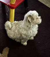 Snow, a male Maltipoo for sale in Duluth, GA – 4 of 6