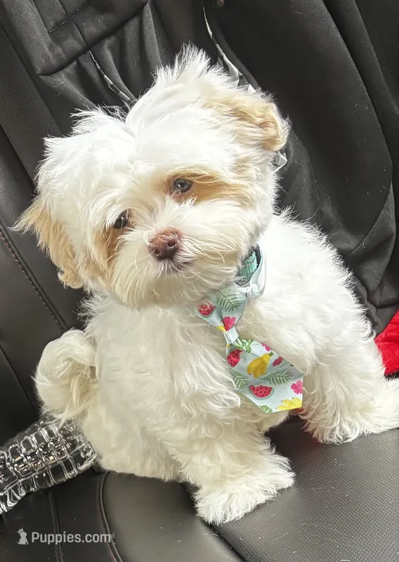 Snow – Maltipoo puppy for sale in Duluth, GA