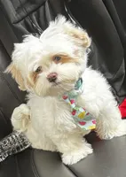 Snow, a male Maltipoo for sale in Duluth, GA – 1 of 6