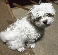 Snow, a male Maltipoo for sale in Duluth, GA – 2 of 6