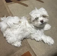 Snow, a male Maltipoo for sale in Duluth, GA – 3 of 6
