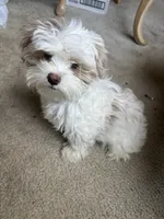 Snow, a male Maltipoo for sale in Duluth, GA – 6 of 6