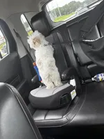 Snow, a male Maltipoo for sale in Duluth, GA – 5 of 6