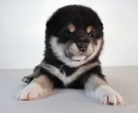 Midnight Pearl, a female Shiba Inu for sale in Orlando, FL – Photo 3 of 9