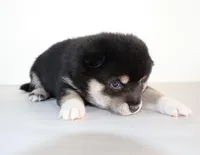 Midnight Pearl, a female Shiba Inu for sale in Orlando, FL – Photo 9 of 9