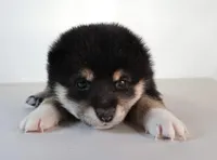 Midnight Pearl, a female Shiba Inu for sale in Orlando, FL – Photo 5 of 9