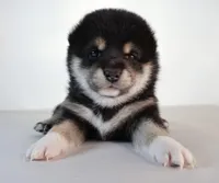 Midnight Pearl, a female Shiba Inu for sale in Orlando, FL – Photo 1 of 9