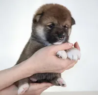 Hawaii Blossom, a female Shiba Inu for sale in Orlando, FL – Photo 4 of 10