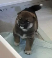 Hawaii Blossom, a female Shiba Inu for sale in Orlando, FL – Photo 5 of 10