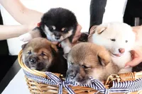 Hawaii Blossom, a female Shiba Inu for sale in Orlando, FL – Photo 9 of 10