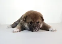 Hawaii Blossom, a female Shiba Inu for sale in Orlando, FL – Photo 3 of 10