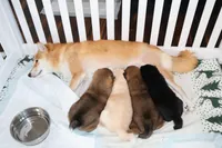 Hawaii Blossom, a female Shiba Inu for sale in Orlando, FL – Photo 8 of 10