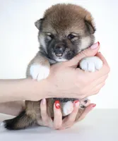 Hawaii Blossom, a female Shiba Inu for sale in Orlando, FL – Photo 1 of 10