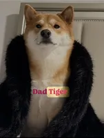 Hawaii Blossom, a female Shiba Inu for sale in Orlando, FL – Photo 6 of 10