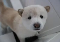 Moonlight Lavender, a female Shiba Inu for sale in Orlando, FL – Photo 6 of 10