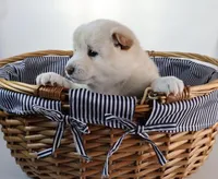 Moonlight Lavender, a female Shiba Inu for sale in Orlando, FL – Photo 4 of 10