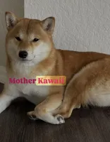 Moonlight Lavender, a female Shiba Inu for sale in Orlando, FL – Photo 8 of 10