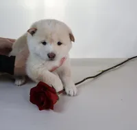 Moonlight Lavender, a female Shiba Inu for sale in Orlando, FL – Photo 2 of 10