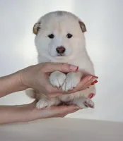 Moonlight Lavender, a female Shiba Inu for sale in Orlando, FL – Photo 1 of 10