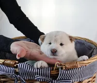 Moonlight Lavender, a female Shiba Inu for sale in Orlando, FL – Photo 5 of 10