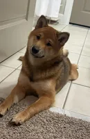 Malchik, a male Shiba Inu for sale in Orlando, FL – 3 of 5