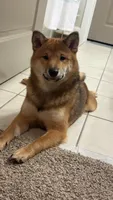 Malchik, a male Shiba Inu for sale in Orlando, FL – 4 of 5