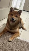 Malchik, a male Shiba Inu for sale in Orlando, FL – 5 of 5