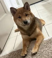 Malchik, a male Shiba Inu for sale in Orlando, FL – 2 of 5