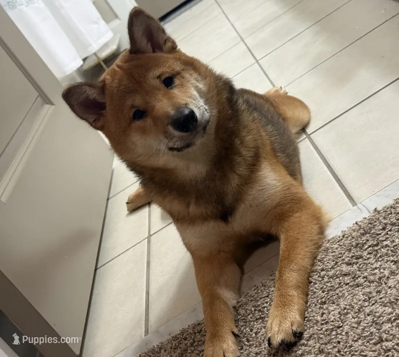 Malchik – Shiba Inu puppy for sale in Orlando, FL